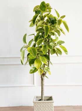 黄金榕青叶橡皮树k富贵榕大型植物盆栽室内客厅办公室净化空气好