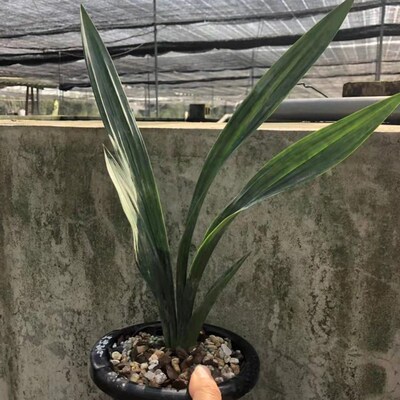 精品兰花大叶皱i皮厚实墨兰荷瓣兰花超香新浦望月室内浓香花卉植