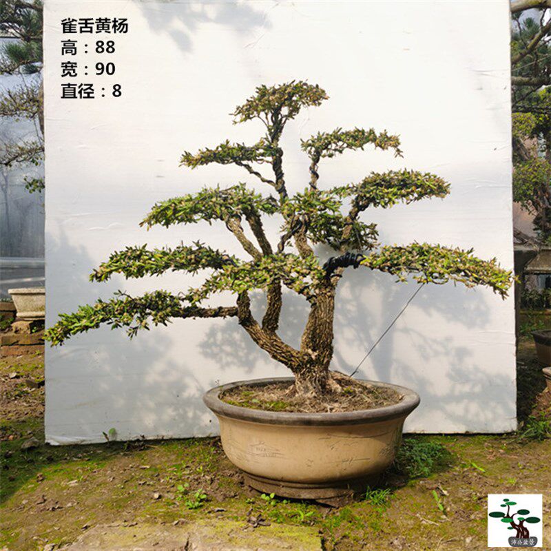 实拍 精品临水式k造型雀舌小叶黄杨盆景老树桩 四五十年 实物包邮