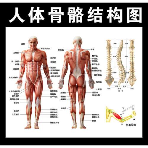 756海报印制展板写真喷绘824人布肉体骨骼结图肌构组MFV织分图