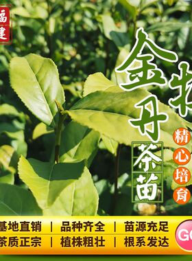 金牡丹茶树苗203梅占福云6号金萱F金骏眉乌龙红茶籽品种广东种植