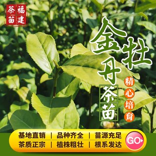 金牡丹茶树苗203梅占福云6号金萱F金骏眉乌龙红茶籽品种广东种植