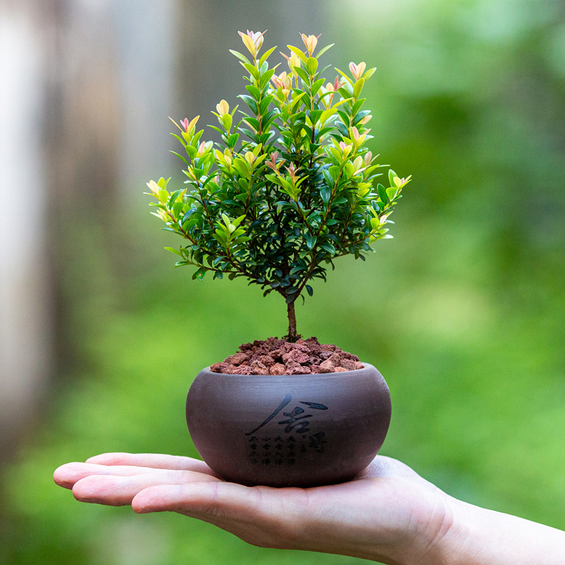 桌面禅意小摆件植物盆栽