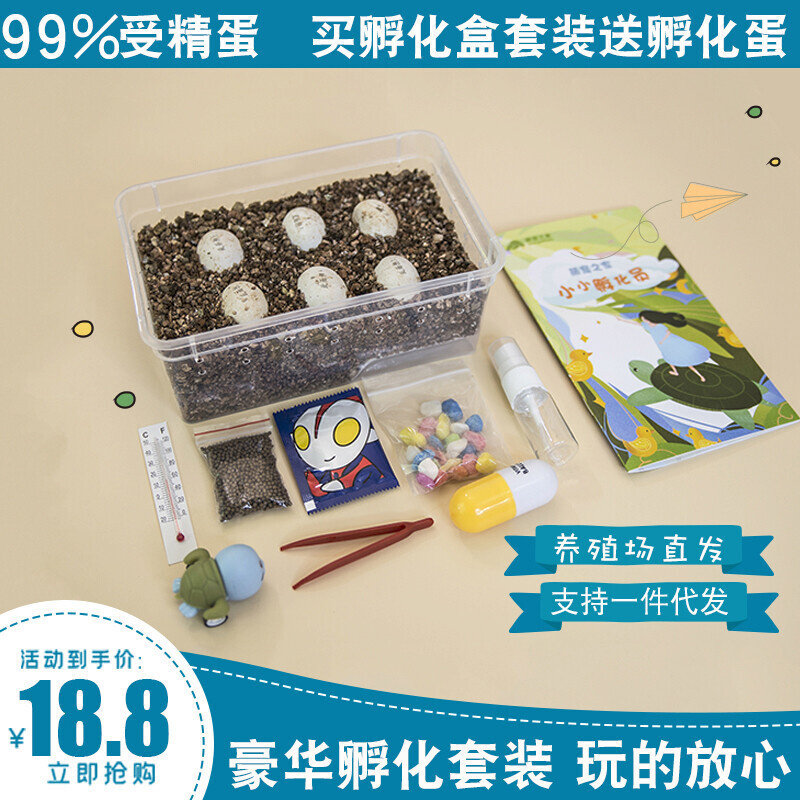 整套DIY受精乌龟蛋可孵化饲养套装小萌宠儿童节礼物科学实验魔盒