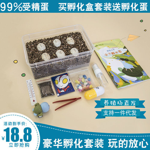 整套DIY受精乌龟蛋可孵化饲养套装小萌宠儿童节礼物科学实验魔盒