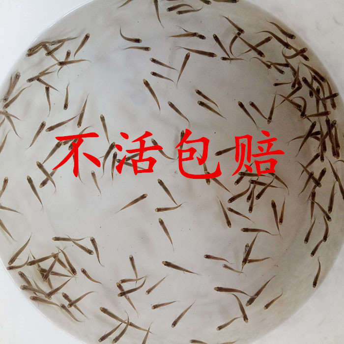 鱼活体鱼苗饲料鱼麦穗鱼淡水养殖小鱼苗龙鱼饲料活体鳄龟乌龟