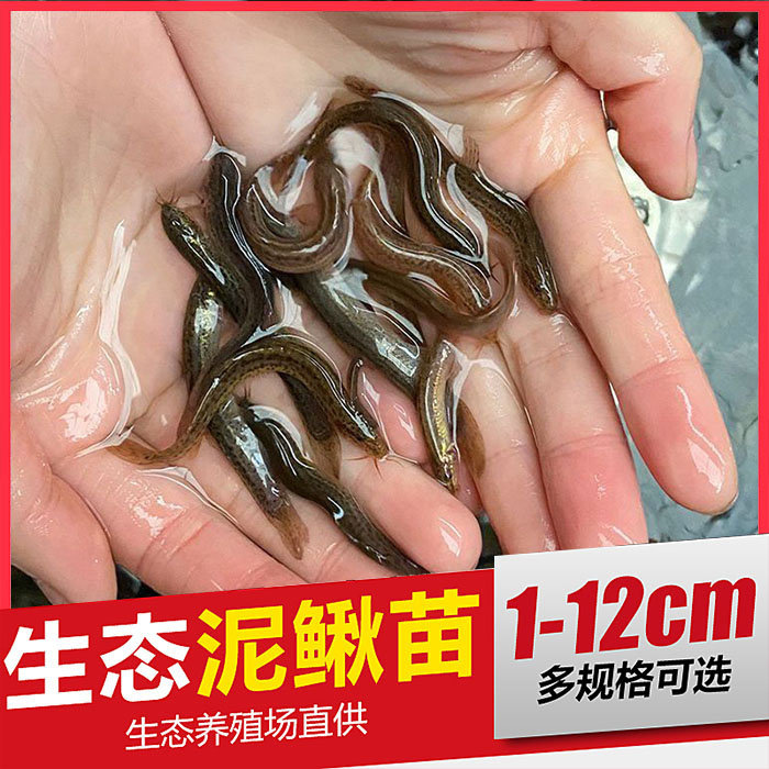 台湾泥鳅苗本地青鳅鲜活小泥鳅苗宠物鱼龙鱼筏钓淡水小鱼活体饲料