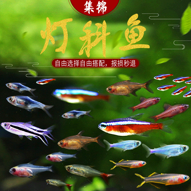 热带鱼观赏鱼小型灯科鱼红绿灯三角灯喷火灯樱桃灯群游原生灯鱼