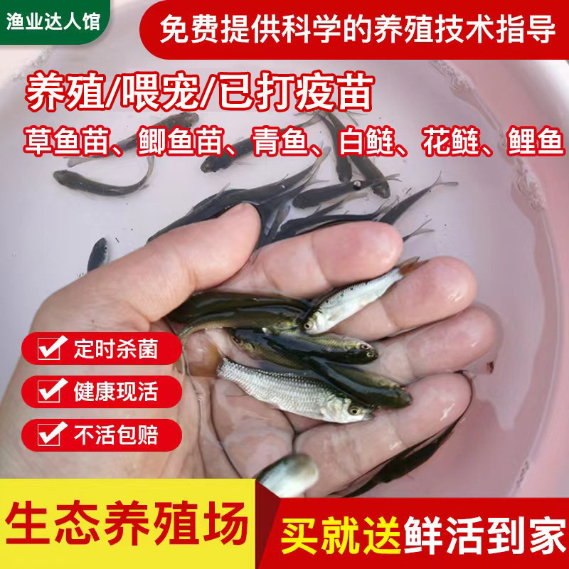 喂乌龟吃的小鱼苗金鱼银龙鱼仔饲料活食观赏活鱼淡水草鱼鲫鱼活物