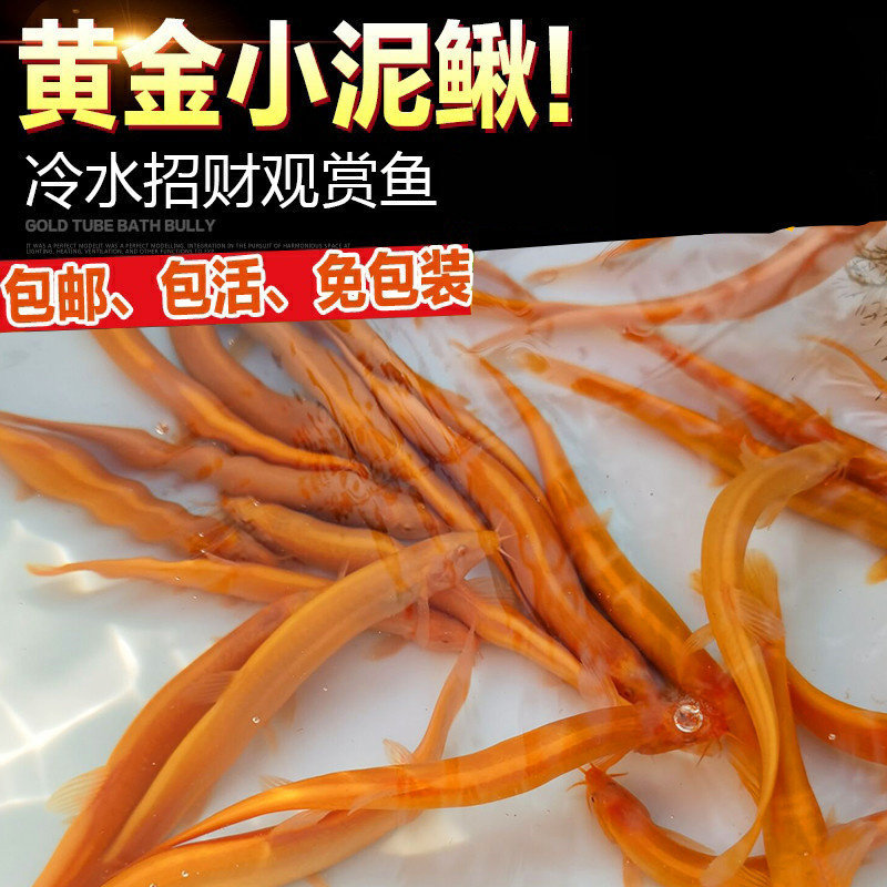 观赏鱼苗鱼黄金泥鳅苗活体冷水鱼小金龙清道夫鱼垃圾鱼淡水鱼