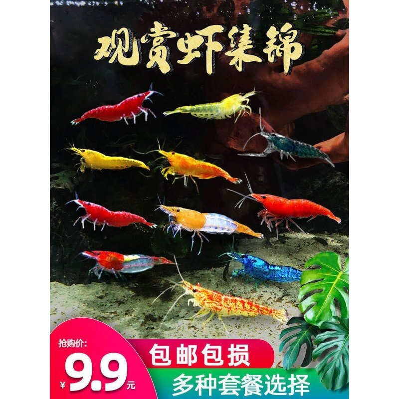 观赏活体水晶宠物樱花极火淡水大和黑壳草缸鲜活除藻工具米虾苗螺