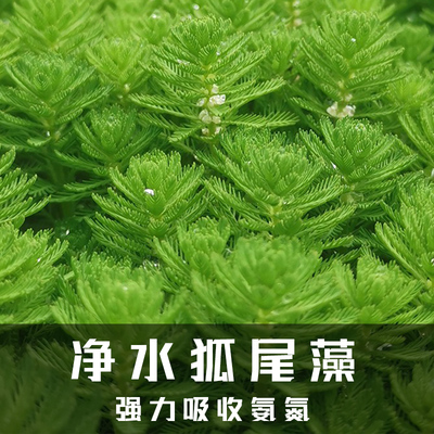 净水植物狐尾藻沼泽过滤水草大聚藻水陆缸养鱼养龟鳖淡水净化水质