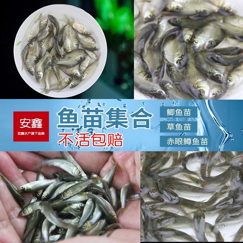 喂乌龟料小鱼活体草鱼苗鲫鱼苗食蚊鱼活体饲料鱼龙鱼饲料淡水鱼苗