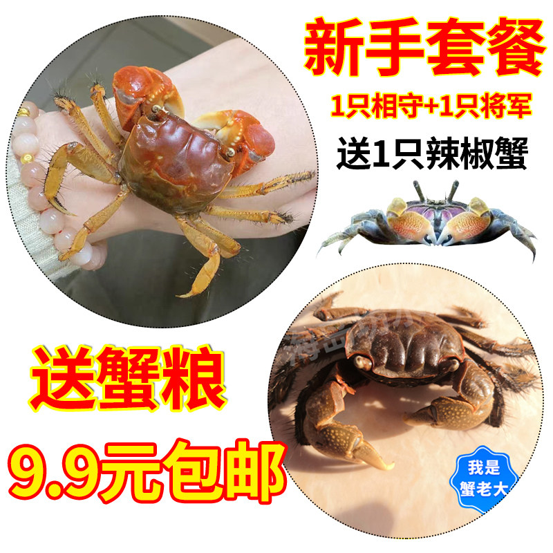 红鳌鲜活相手蟹活体迷你宠物辣椒淡水观赏水族用品水路饲养盒包邮