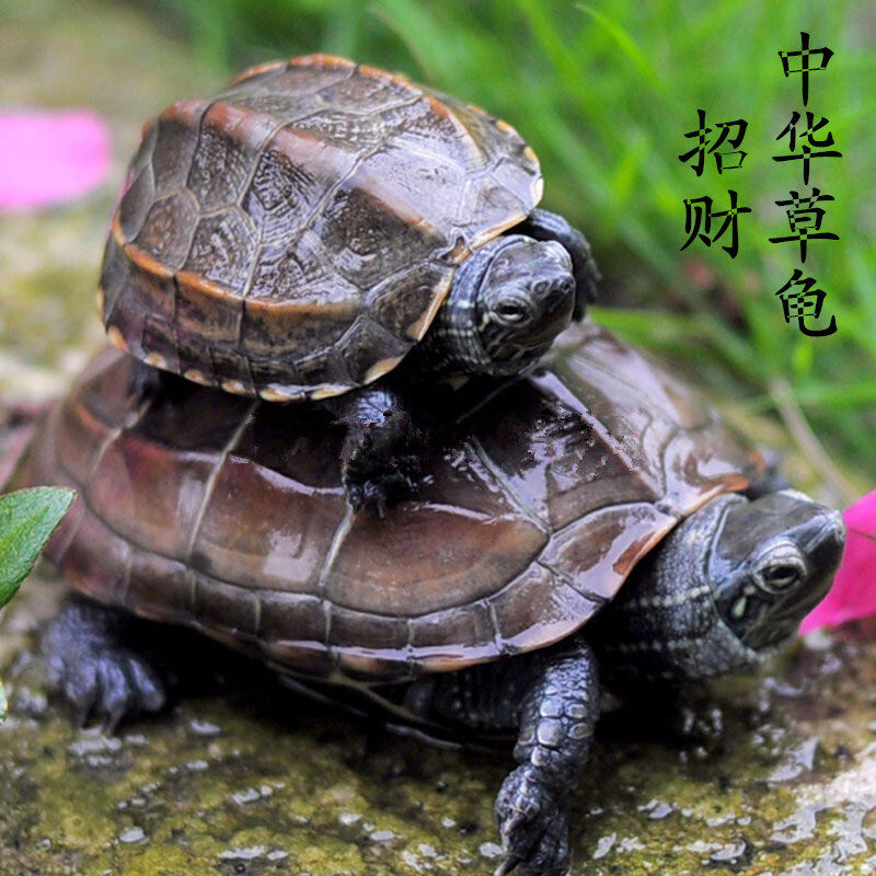 中华草龟一对小乌龟活体长寿龟宠物草龟招财金线墨龟苗观赏活物龟