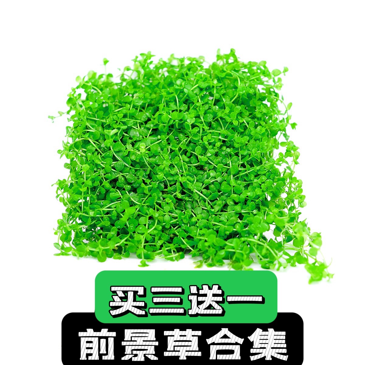 前景草爬地矮珍珠鱼缸水草植物真草活净水阴性草新手无菌杯牛毛