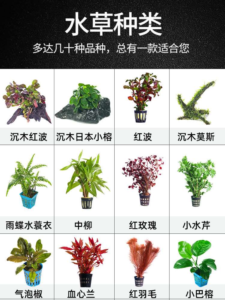 鱼缸真水草造景活阴性绿藻球沉木上懒人蜈蚣莫斯养鱼水生植物套餐