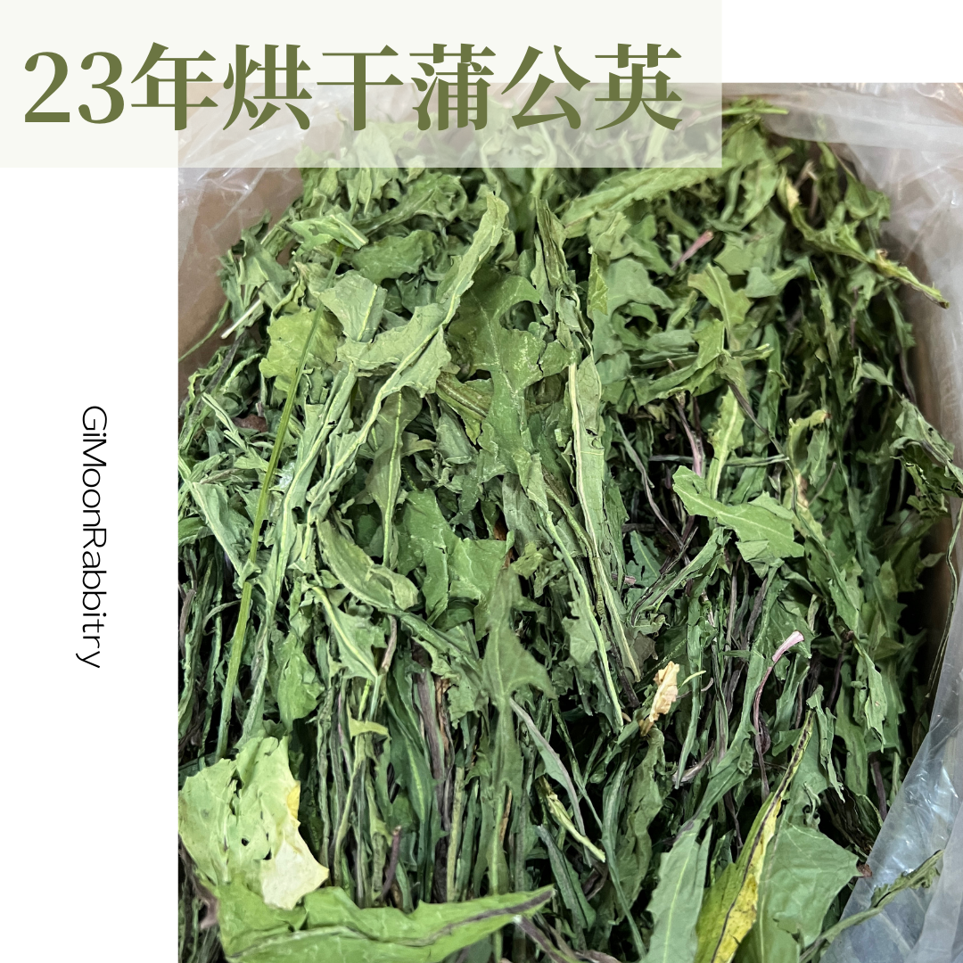 24年新蒲公英兔草夏季降暑500g净重龙猫荷兰猪消炎保健零食草