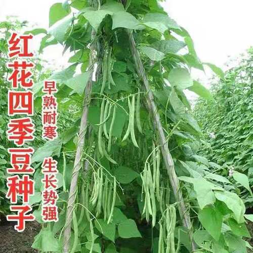 红花四季豆耐热搭架种子大全有架高产40天早熟春秋可种蔬菜种子