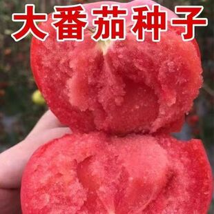果大西红柿自然成熟沙瓢大粉番茄种子家庭庭院盆栽蔬菜攀枝花番茄