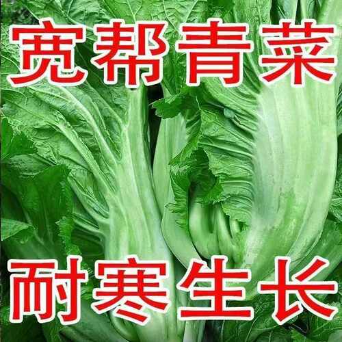 盈科早熟酸菜青菜种子