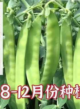 矮生双花双荚荷兰豆种子耐寒不搭架高产白花菜豌豆籽农家蔬菜种子