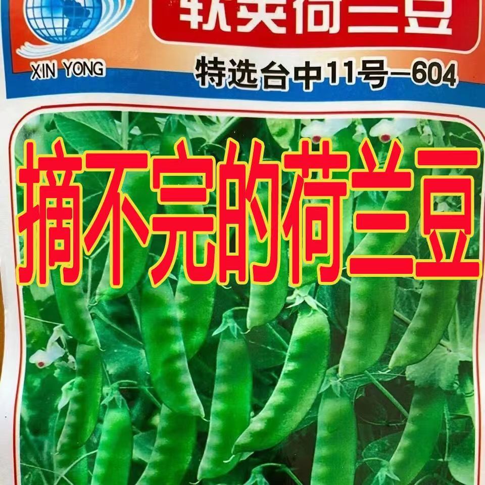 【当年新种】软荚荷兰豆种子当季软夹菜豆豌豆豆角蔬菜种子大全