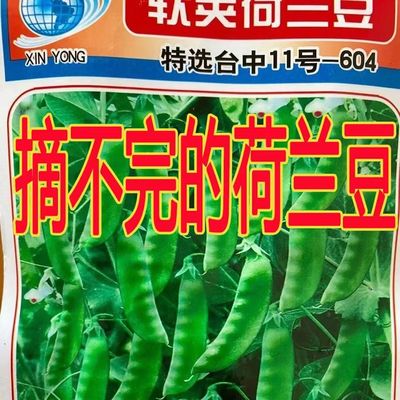 【当年新种】软荚荷兰豆种子当季软夹菜豆豌豆豆角蔬菜种子大全