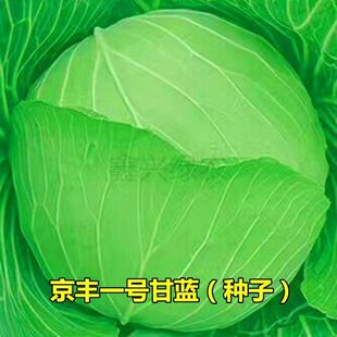 京丰一号甘蓝种子高产秋播阳台蔬菜种孑包菜种子农家菜园卷心菜籽