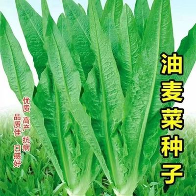 油麦菜种子大叶耐热四季农家阳台盆栽油麦苦菜大颗青菜蔬菜种籽