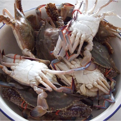 福利一天99元3斤5到6只深海捕捞大公梭子蟹顺丰包邮收到不包活