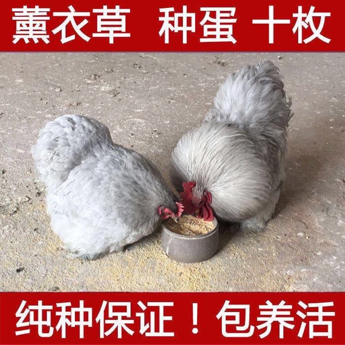 纯种成年薰衣草科钦球宠物鸡孵化受精种蛋正宗的迷你网红科钦球鸡,宠物/宠物食品及用品,宠物鸡,淘宝优惠券,粉丝福利购,淘宝优惠卷