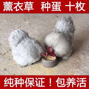 纯种成年薰衣草科钦球宠物鸡孵化受精种蛋正宗的迷你网红科钦球鸡