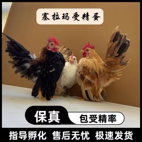 塞拉玛元宝鸡受精种蛋宠物鸡观赏鸡矮脚鸡小体型马来西亚玲珑鸡