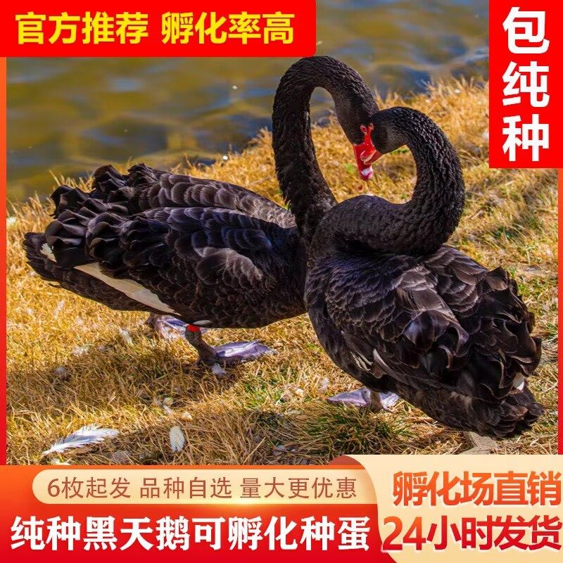 黑白天鹅观赏种蛋黑白天鹅蛋可孵化种蛋受精天鹅种蛋黑白天鹅活体,宠物/宠物食品及用品,鸟,淘宝优惠券,粉丝福利购,淘宝优惠卷