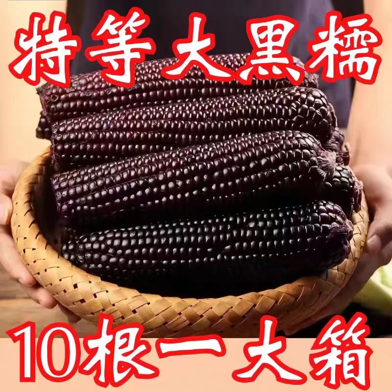 【黑龙江】东北特产真空包装黑糯玉米甜糯玉米棒黑玉米非转基因
