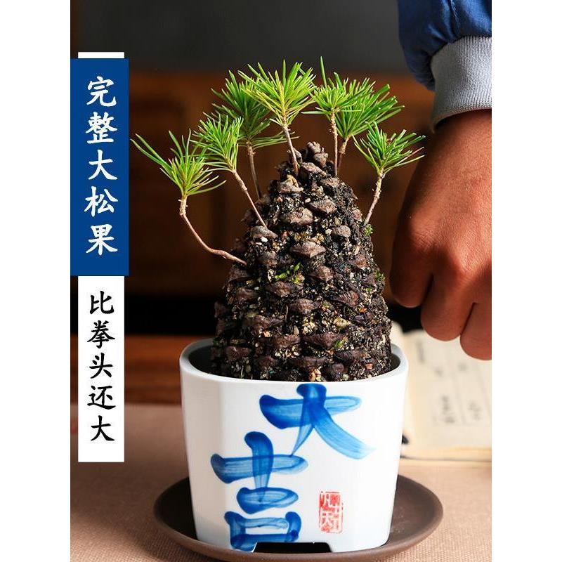 大松果盆栽创意植物迷你手作茶桌摆件微型丛林松树盆景松塔松球