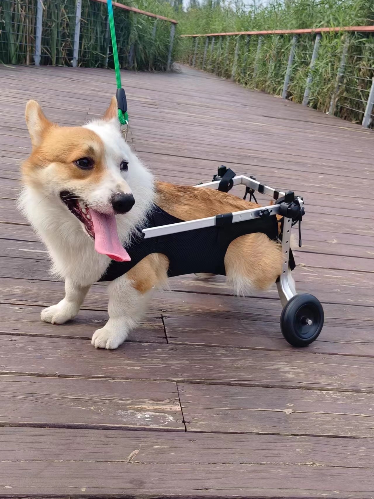 狗轮椅后肢瘫痪宠物代步车残疾狗狗后腿辅助猫泰迪大型小型犬支架
