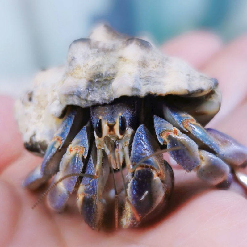 观赏蟹宠物陆寄居蟹深紫陆凹足陆生蟹淡水宠物草莓灰白短腕淡紫