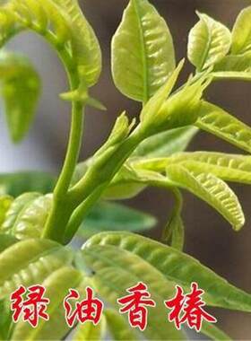 【绿油香椿树苗】食用红芽南北方种植野生红油绿油香椿苗盆栽地