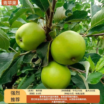 [澳洲青苹果树苗]冰糖心耐寒嫁接苹果苗南北方种植盆栽地栽果树