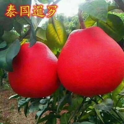 正宗暹罗红柚新品种红心柚红皮柚子无籽蜜柚沙甜柚沙田柚无核柚苗