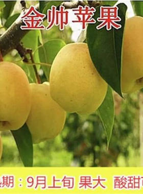 【金帅苹果树苗】冰糖心耐寒嫁接苹果苗南北方种植盆栽地栽果树