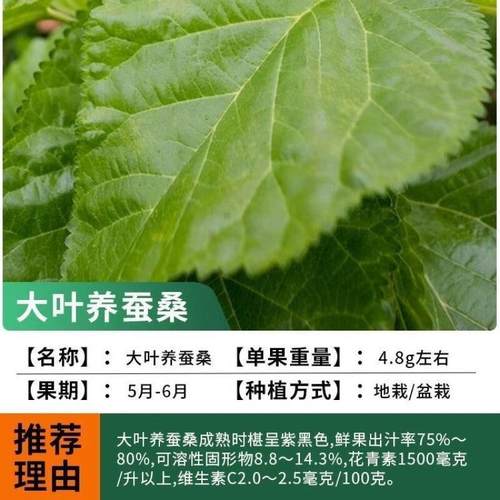 [大叶养蚕桑椹苗]桑椹果树桑果苗当年结果养蚕桑椹树苗南北方种植