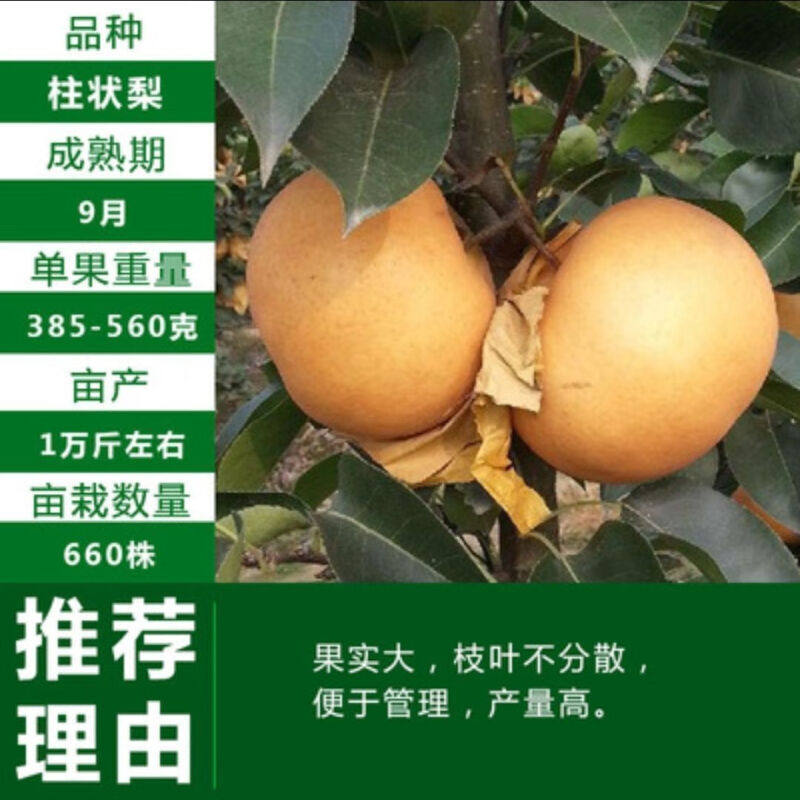 [柱状梨树苗]梨树冰糖雪梨红梨当年结果苗盆栽地栽耐寒南北方种