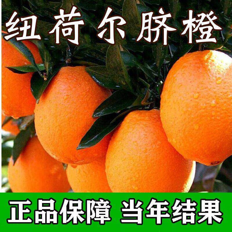 [纽荷尔橙子树苗]正宗嫁接高产大果南被方种植红光橙血橙脐橙果苗