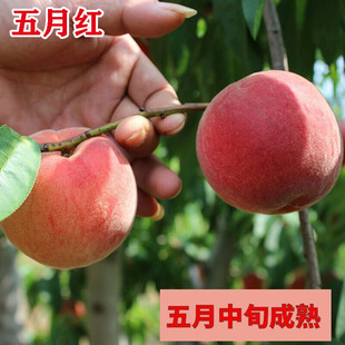 五月红桃树苖桃树果苗嫁接苗黄桃冬桃油桃树果苗南方北方种植桃