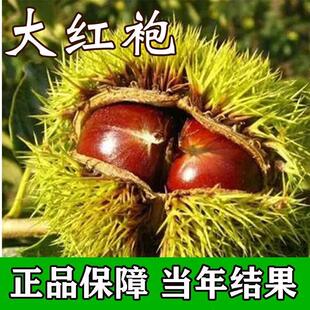 [大红袍板栗苗]嫁接板栗树苗当年结果树苗盆栽地栽耐寒南北方种