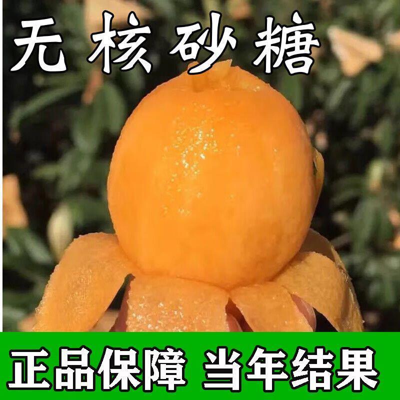 [无核砂糖枇杷树苗]洞庭白沙枇杷树嫁接枇杷苗当年结果南北方种