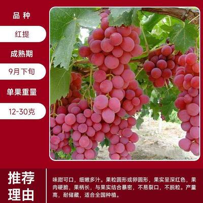 红提葡萄苗蓝宝石阳光玫瑰葡萄树苗果树苗盆栽地栽南北方种植爬